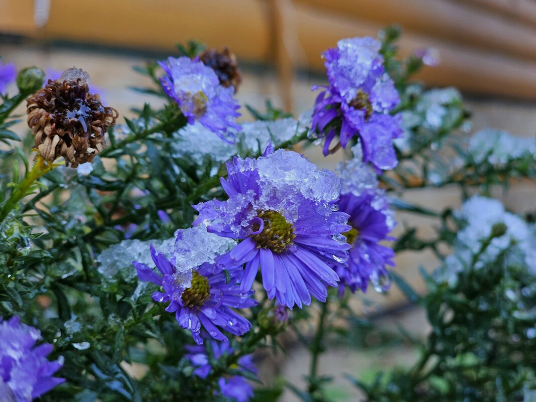 Цветочки в снегу - Мария Яковлева
