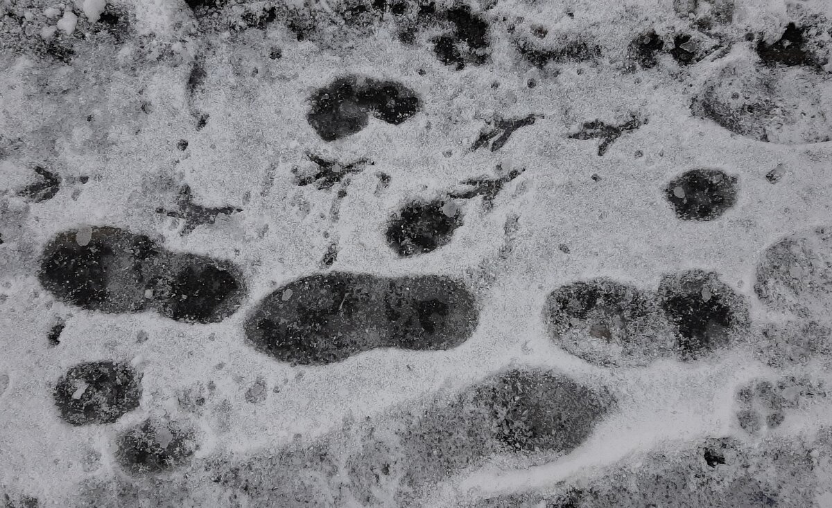 Следы на снегу - Наталья Герасимова