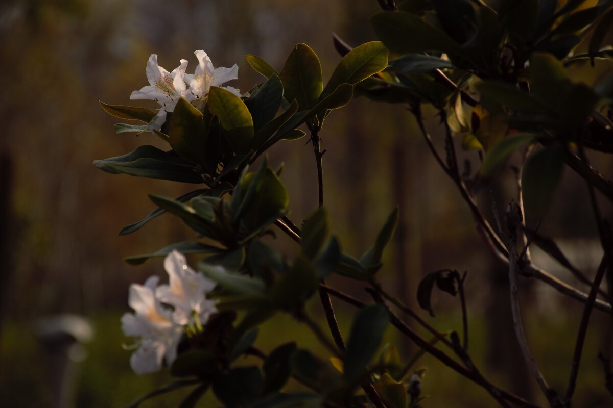 Кустарник Рододендрон в ноябре. - Юрий Полторыхин.