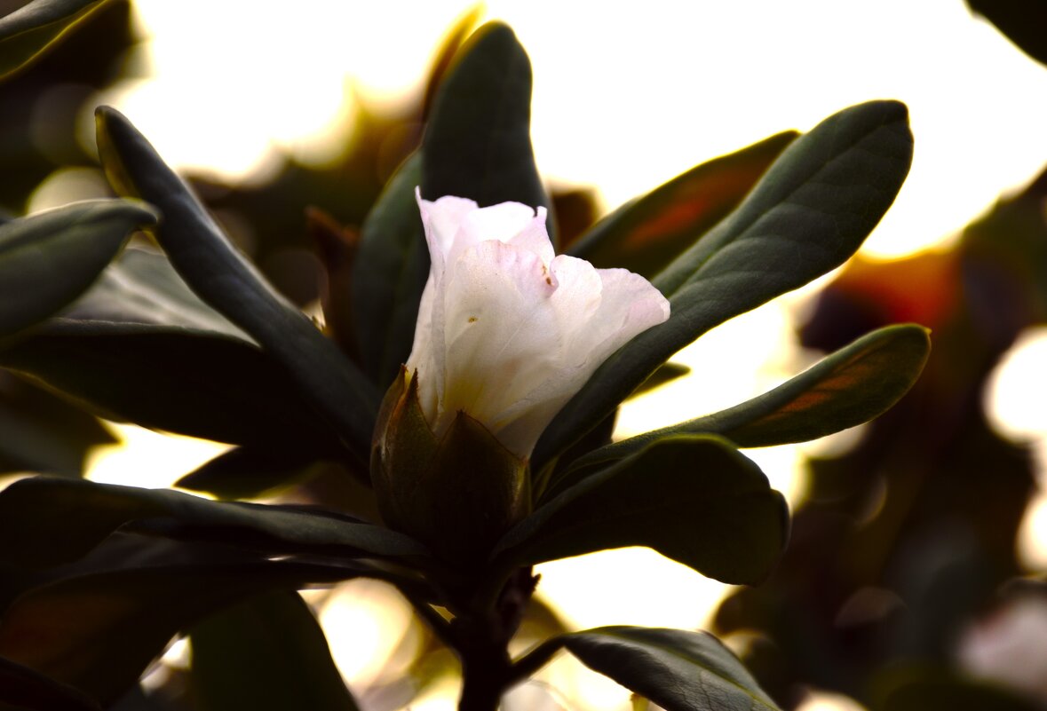 Молоденький бутон Рододендрона - Юрий Полторыхин.