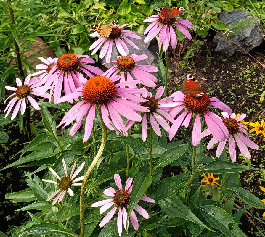 Бабочки слетелись. - Ирина *** Бабочки слетелись. - Ирина ***