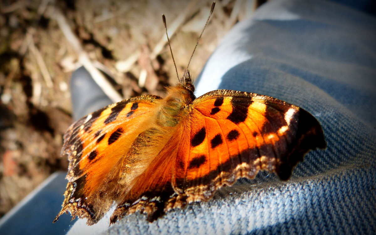 опять про бабочек...49 - Александр Прокудин