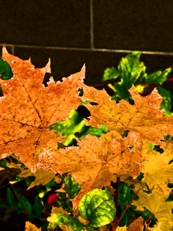 Осень 51 - Алексей Кузнецов