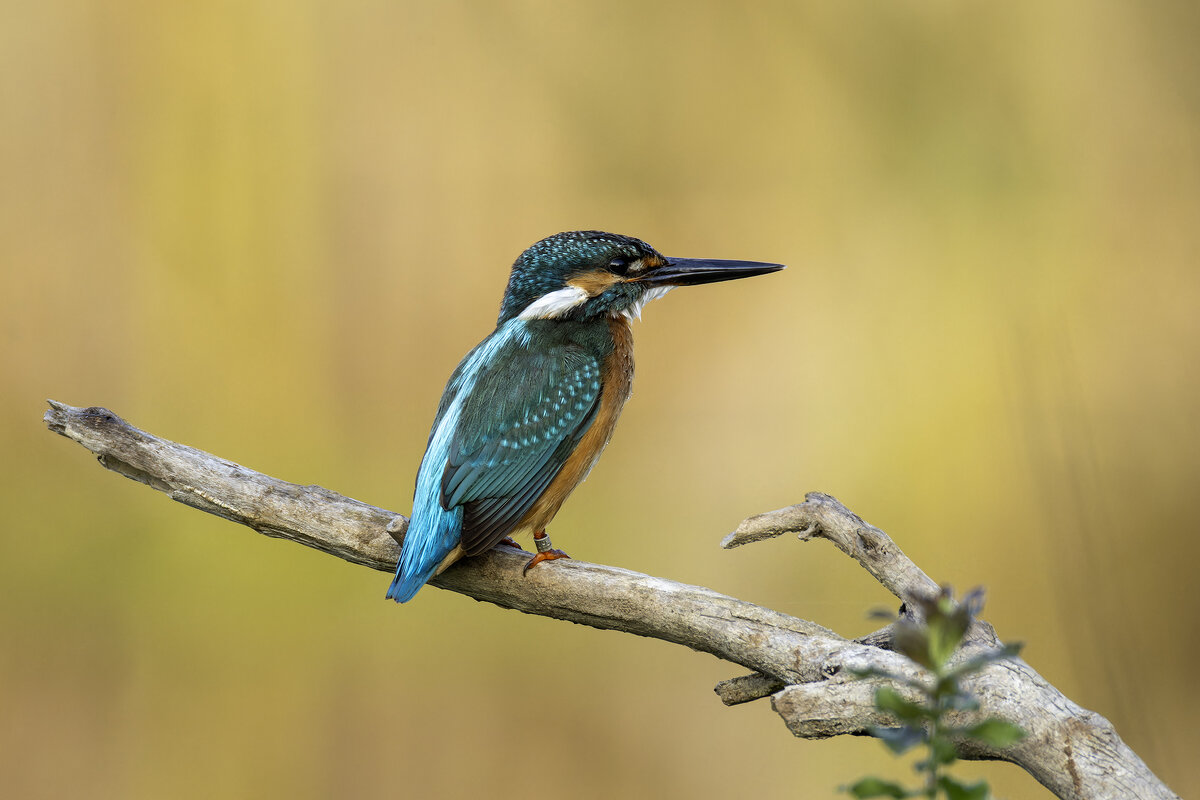 Зимородок обыкновенный. - Alexander Amromin