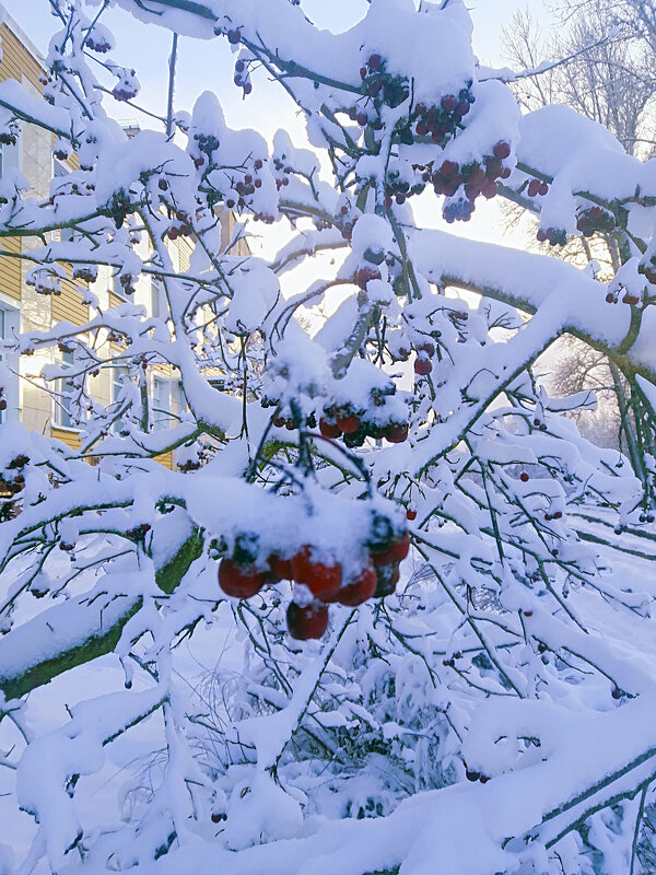 Рябина - Сергей Кочнев