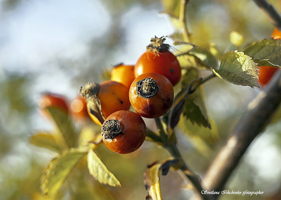 Шиповник - Светлана Ищенко