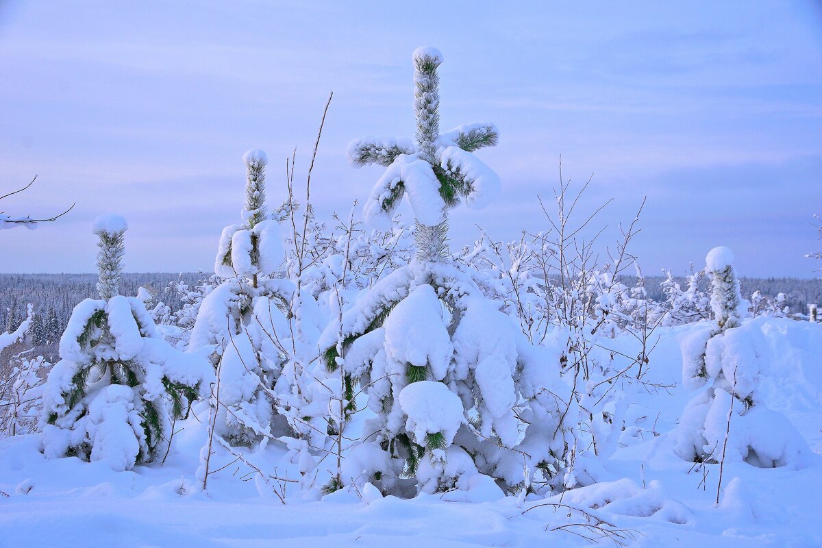 - - Владимир Мигонькин