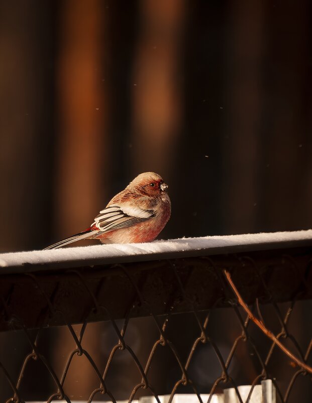 Урагус - Вадим Басов