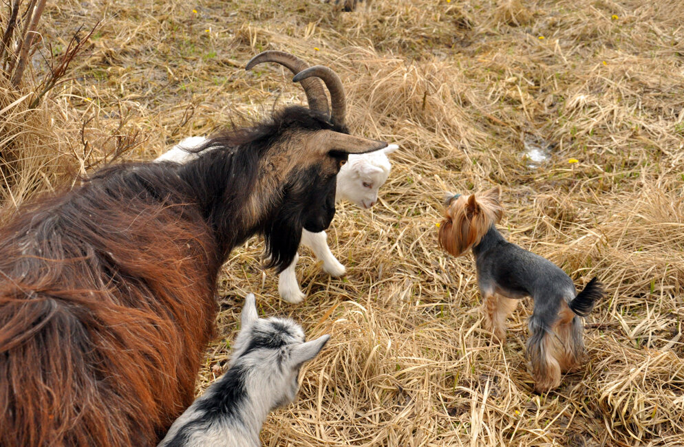 Новыенький - Александр Силинский