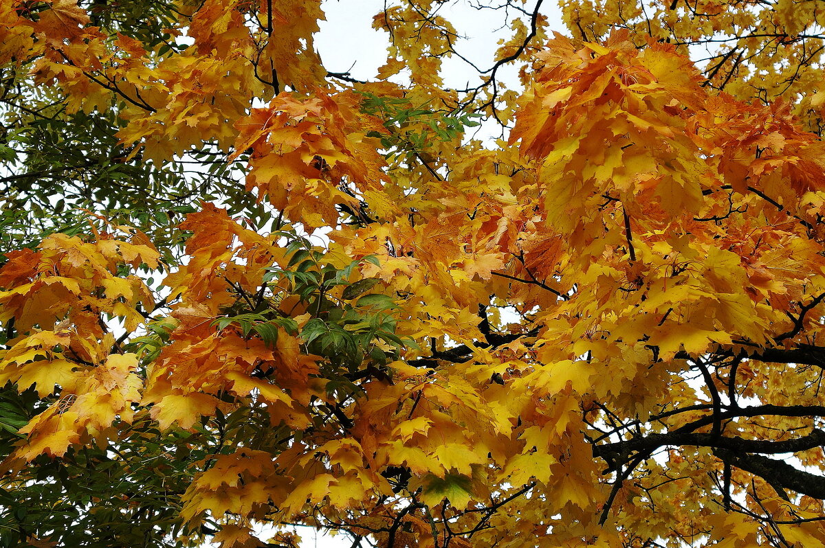 Картинки осени - Рита Симонова