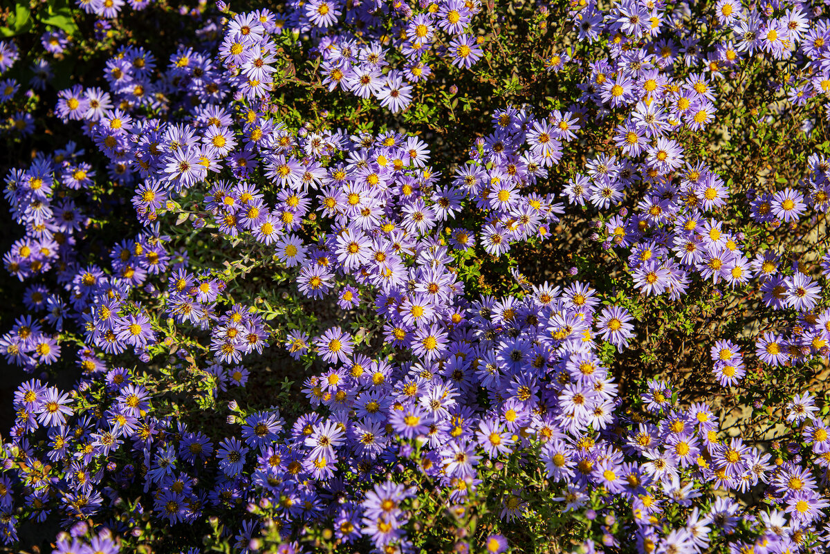 Осенние - Анатолий Чикчирный Осенние - Анатолий Чикчирный