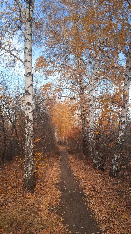 прекрасный октябрь - Елена Шаламова