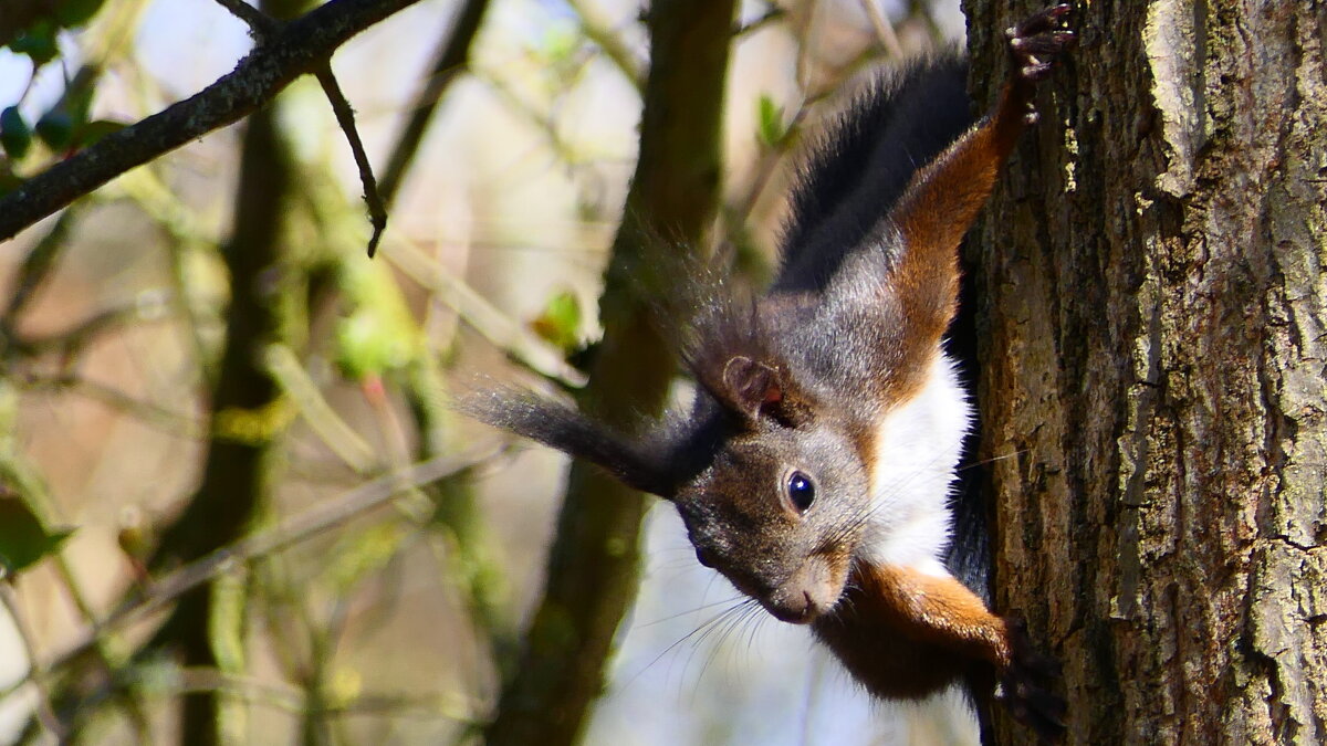 Белка,белка озорница!                                                                         Ну она - "The Natural World" Александер