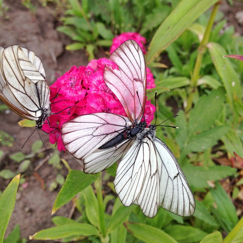 В ритме вальса - Валентина Богатко 