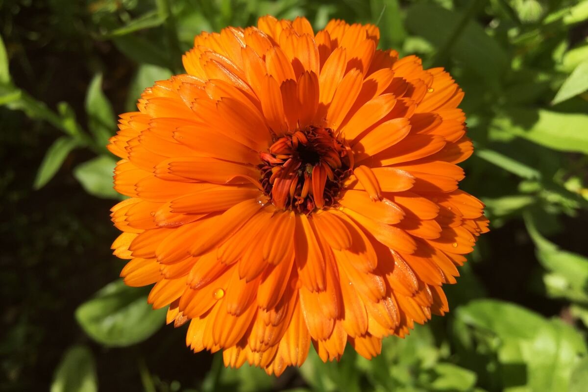 летний цвет - Olga Oskolkova