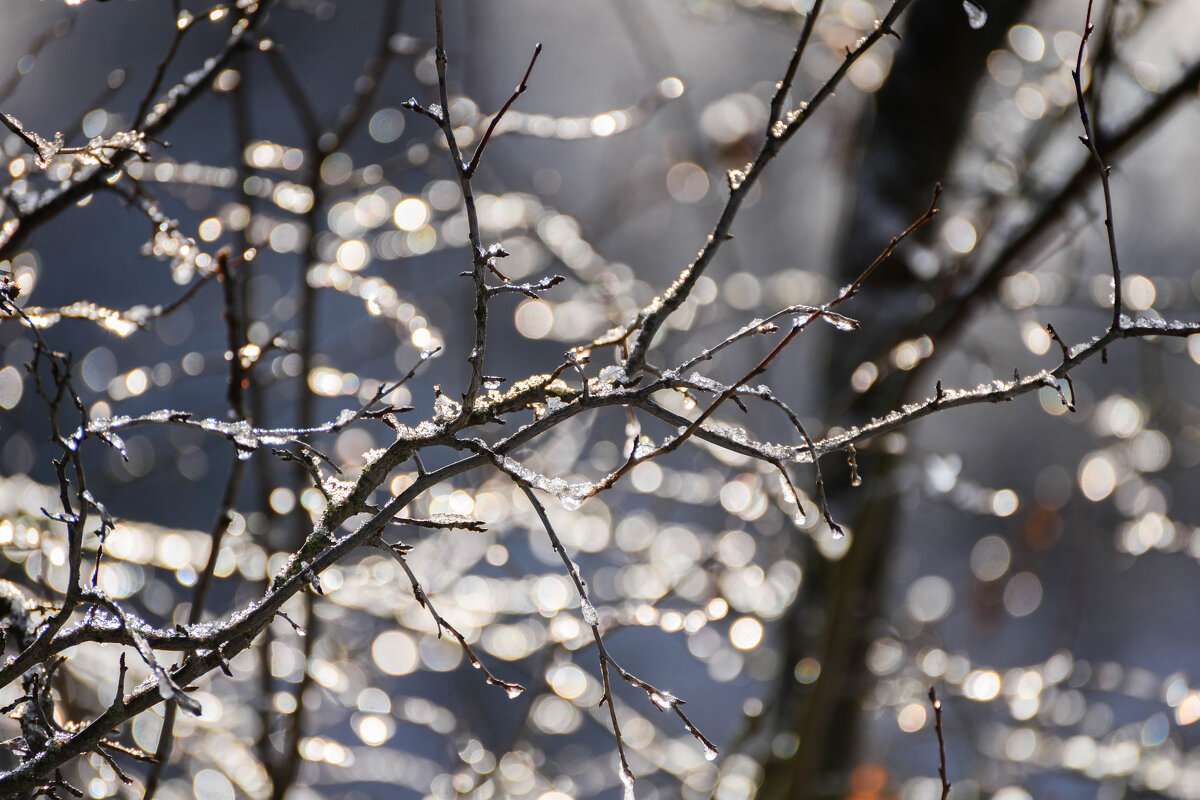**** - Анатолий Портнов