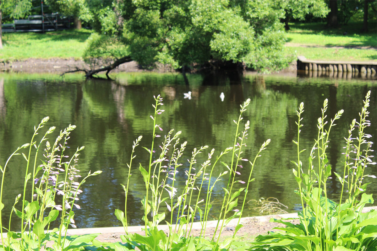 Пруд - Любовь ***