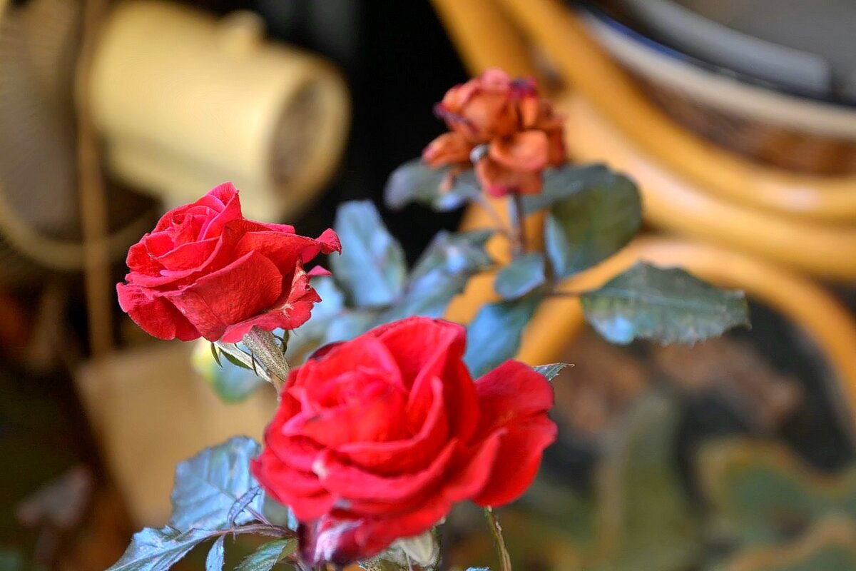 Розы в ноябре. - Михаил Столяров