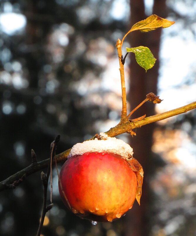 Позднее яблочко - Андрей Снегерёв