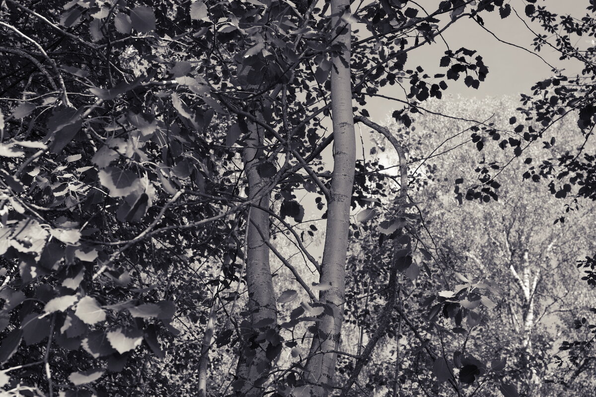 Фотография - Денис Безногов