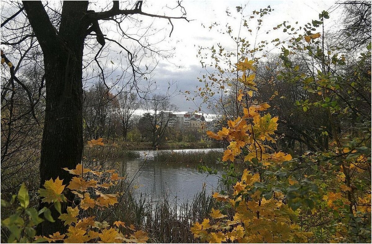 и ЗОЛОТЫМ ДОЖДЕМ... - ZNatasha - и ЗОЛОТЫМ ДОЖДЕМ... - ZNatasha -