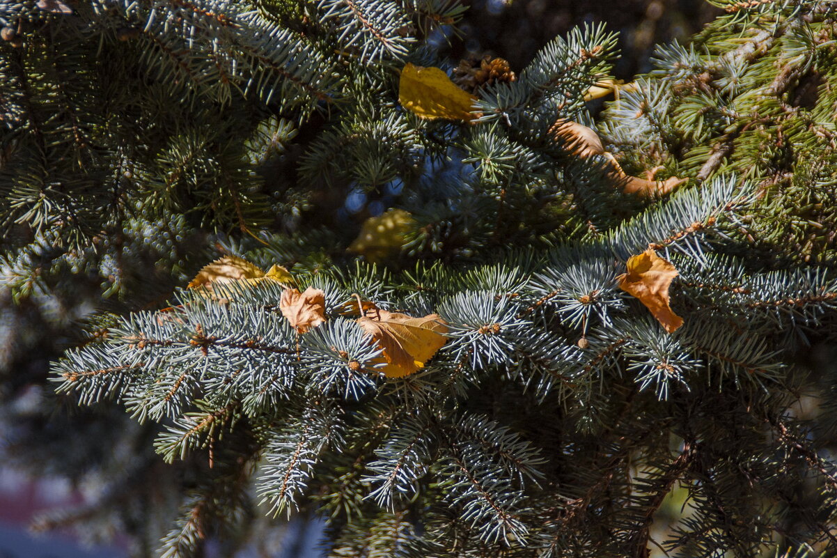 ... - Елена Пономарева