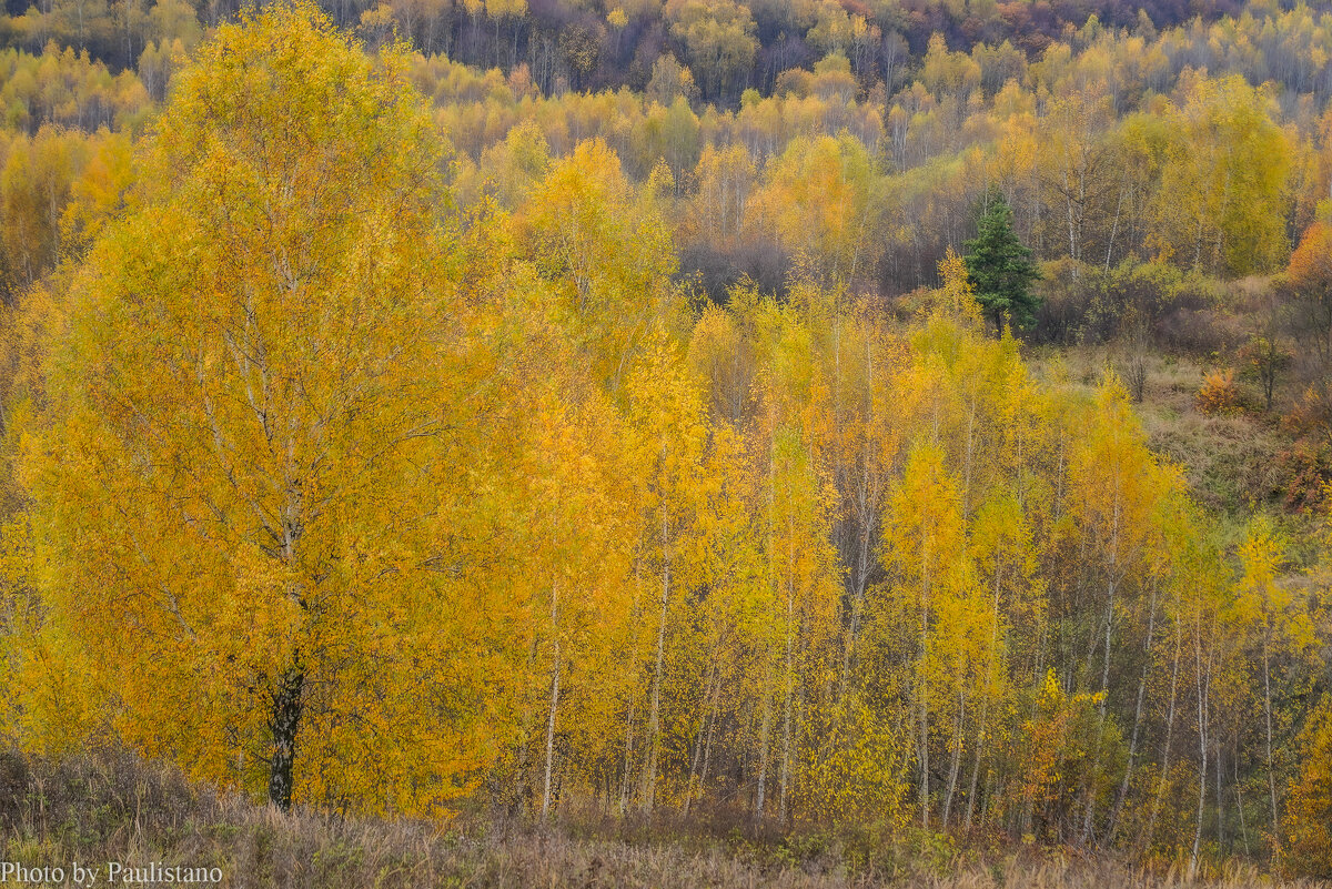 Палитра октября... - Владимир Жданов