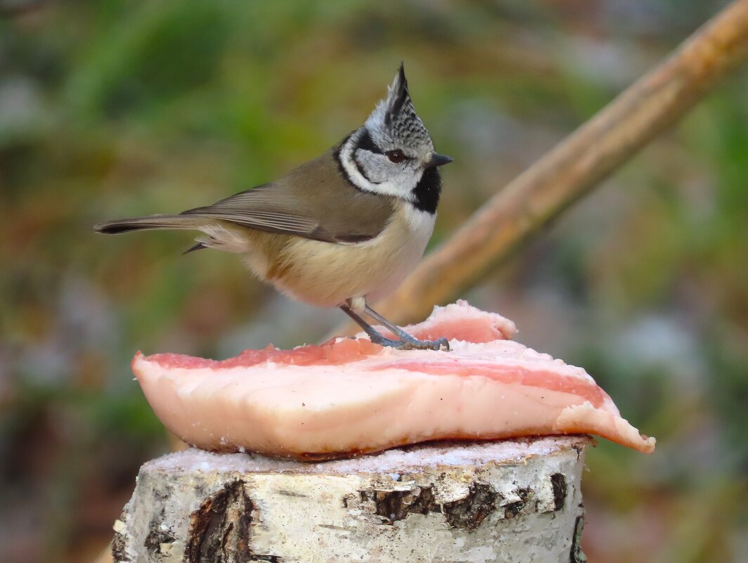 Вкусное сало??? ...Сало как сало! - Ольга Митрофанова Вкусное сало??? ...Сало как сало! - Ольга Митрофанова