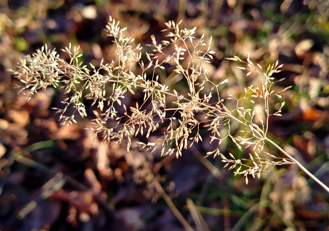 Травинка - светлана льдокова