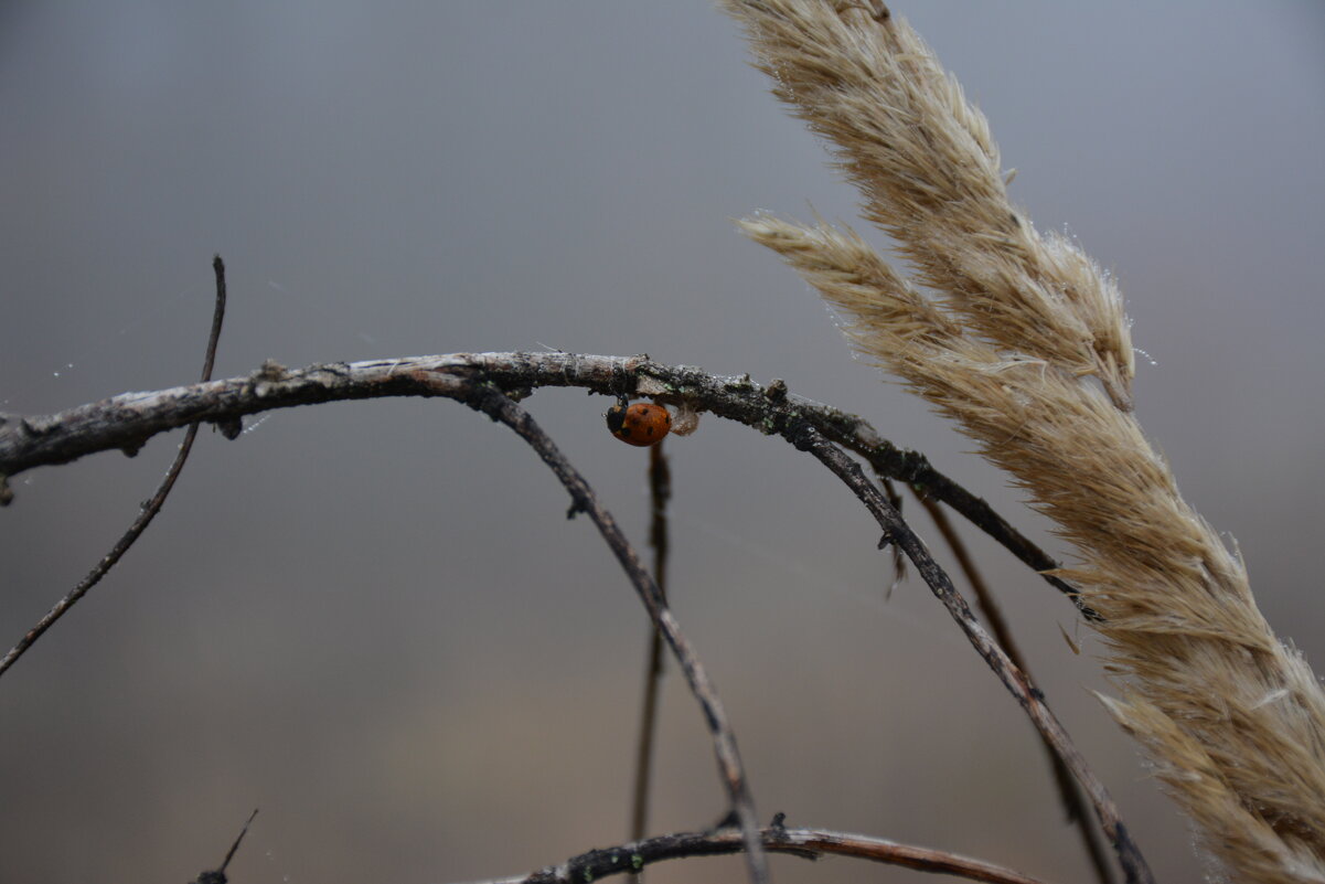 Репортаж из осени ...5 - александр донченко