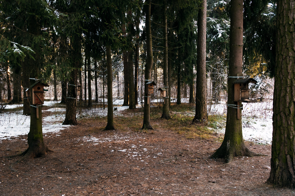 ЖК "Скворцы" - Dar(k) Life