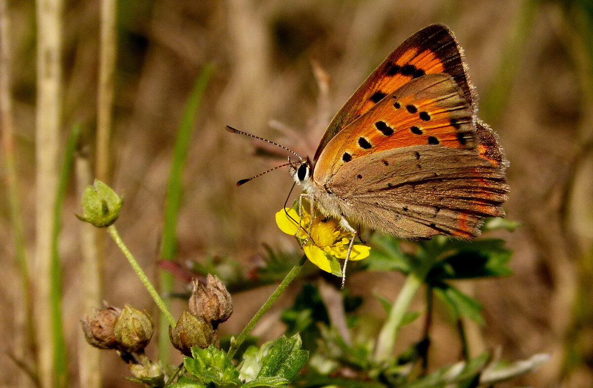 опять про бабочек...52 - Александр Прокудин