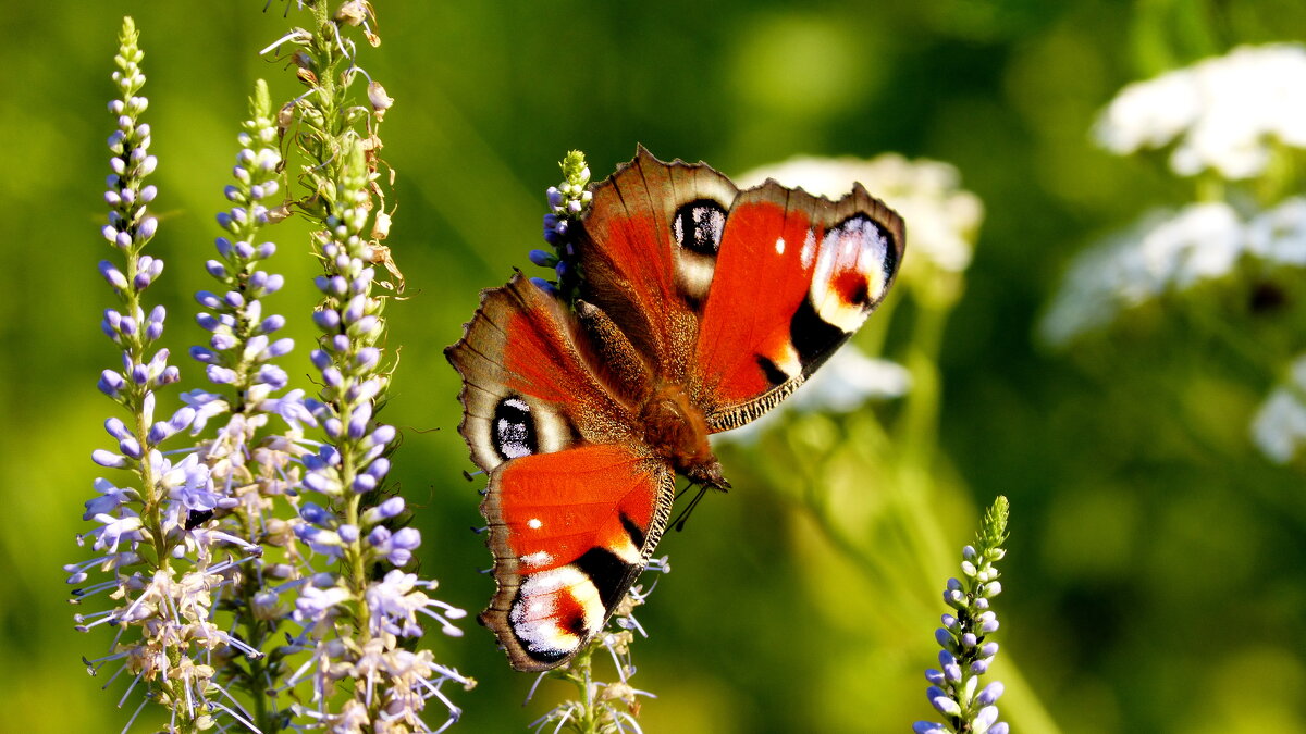 опять про бабочек...55 - Александр Прокудин