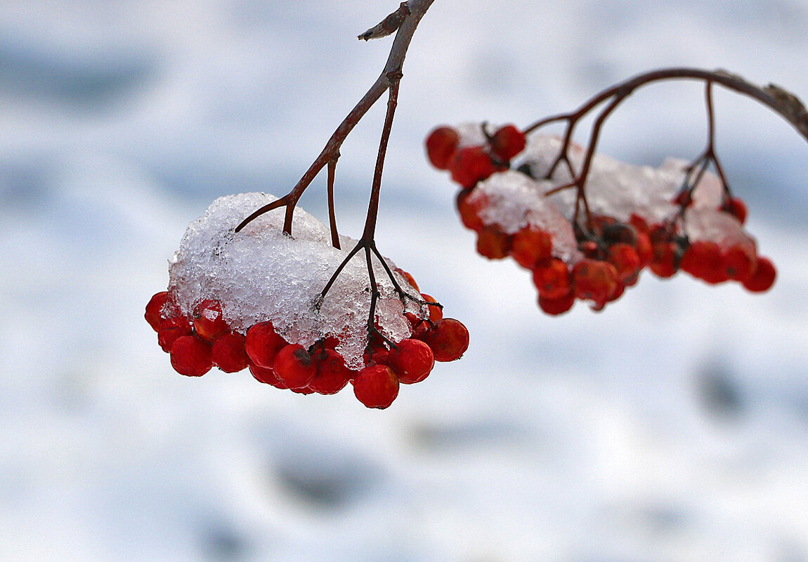 В белых шапочках - Светлана 