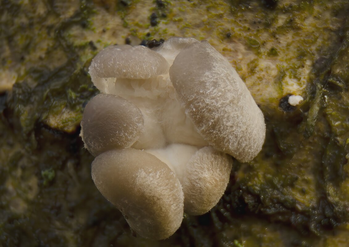 вешенка осенняя  28 октября .25г. - Va-Dim ...