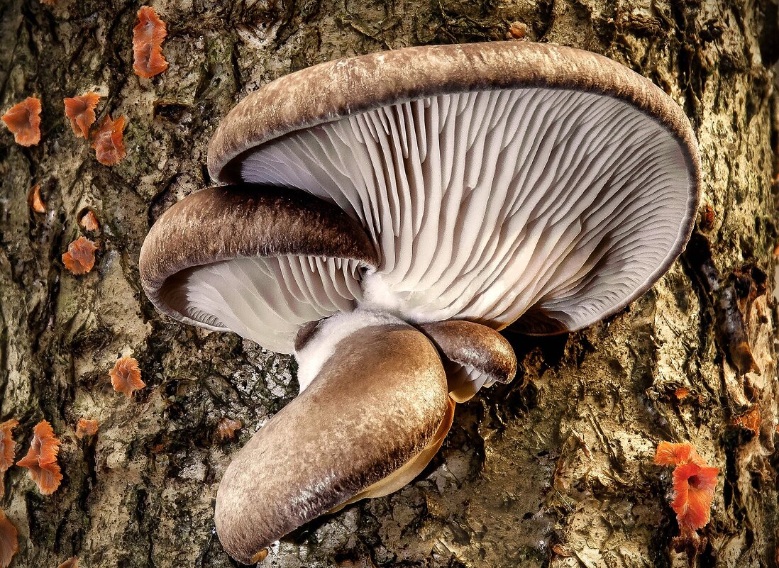 вешенка осенняя 8,11,25 - Va-Dim ...