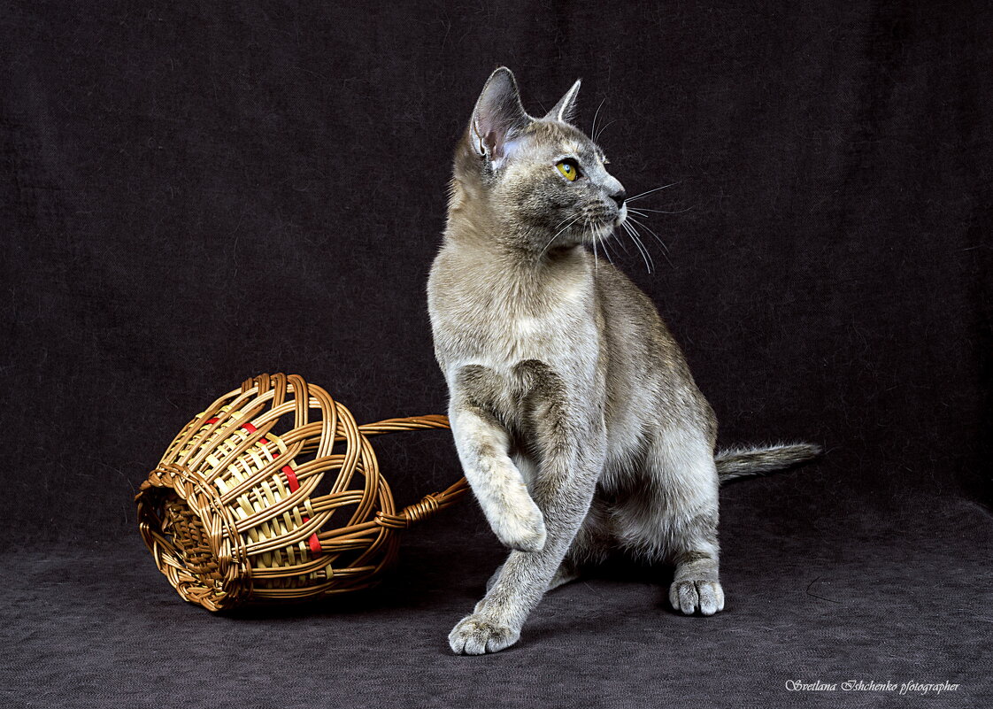 Бурма - Светлана Ищенко