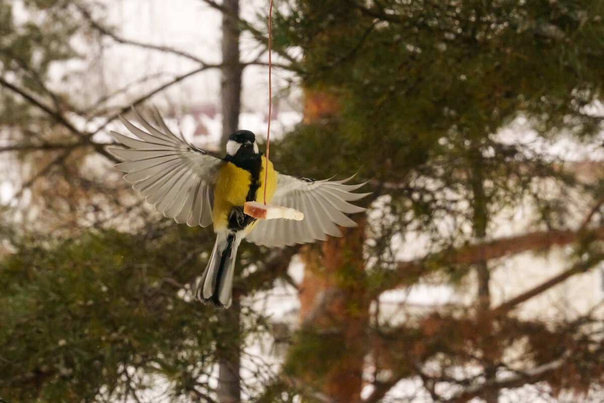 "Монтана" - Виктор Фельдшеров