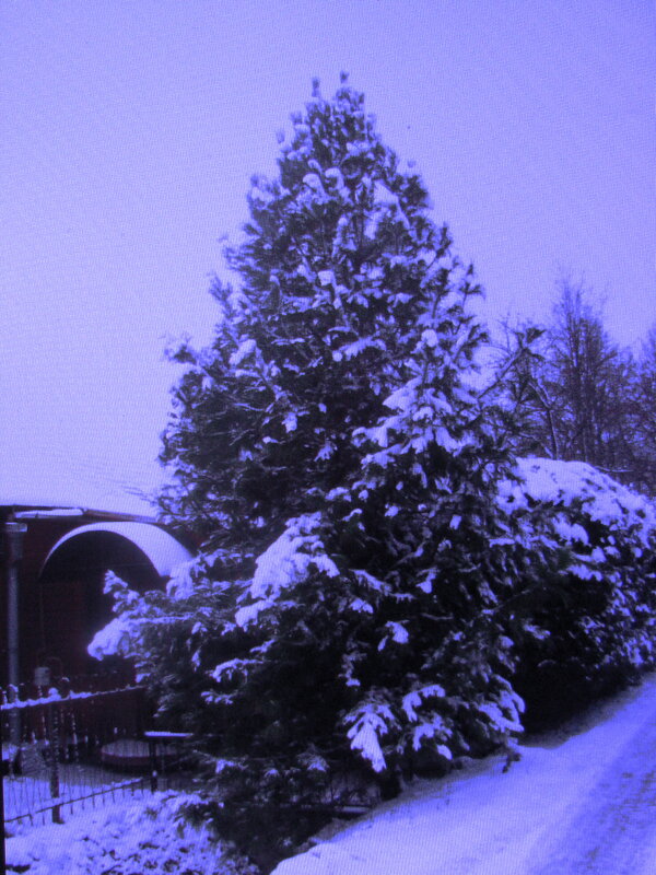 Мой кедр в снегу - Людмила Смородинская