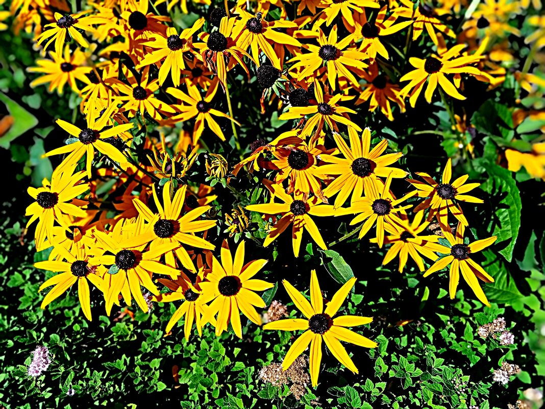 Цветы. - Владимир Драгунский