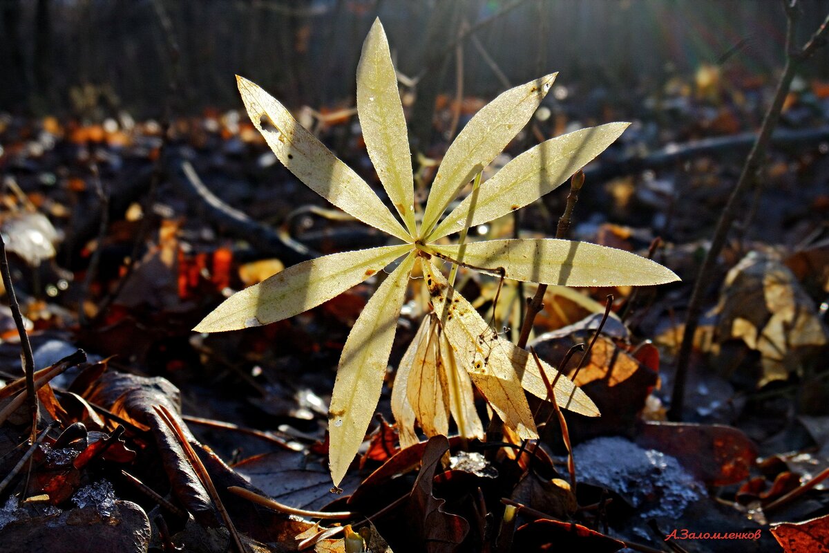 Зарисовки ноября.. - Андрей Заломленков Зарисовки ноября.. - Андрей Заломленков