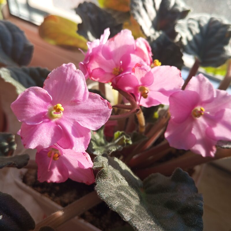 Еще цветут фиалки - Елена Семигина Еще цветут фиалки - Елена Семигина