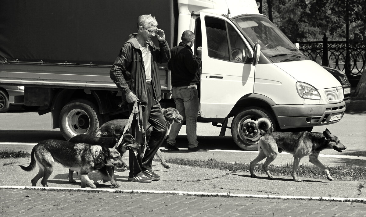 Прогулка со сворой - СЮ 