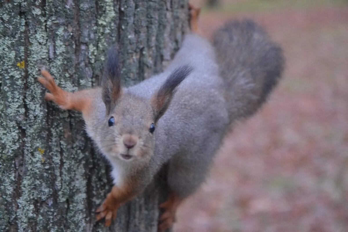 "Орехи принесла?" - Надежда 