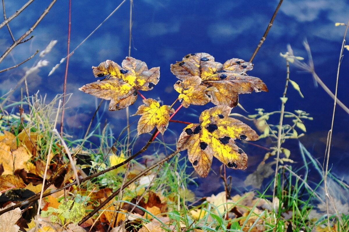 Картинки ноября - Рита Симонова