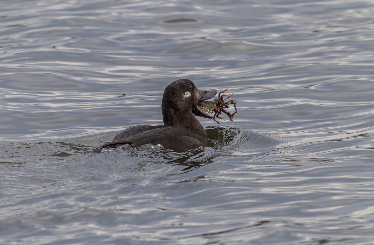 турпан. - юрий макаров