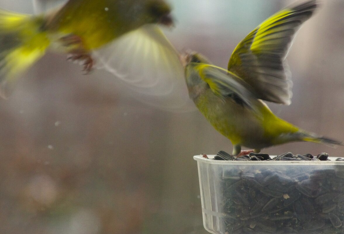 Зеленушки не поделили кормушку... - Юрий Куликов