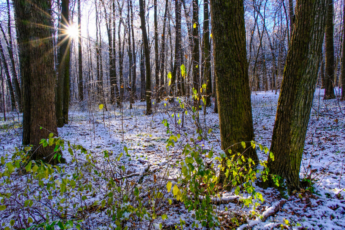 Прогулка в лесу - Георгий А