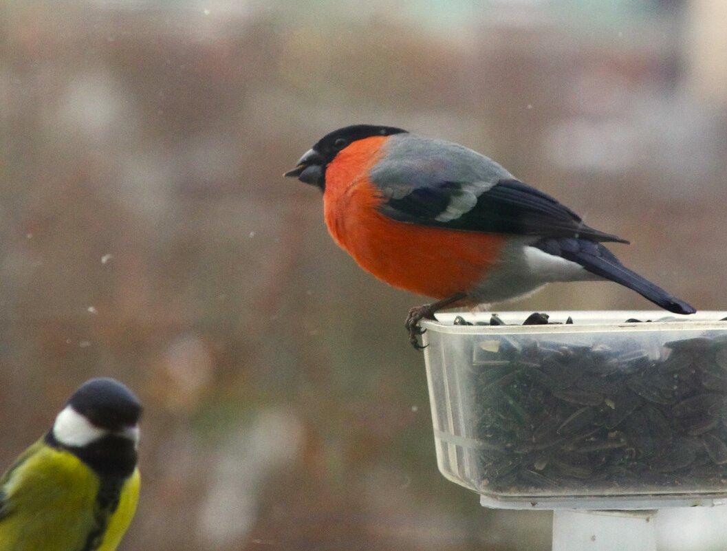 Первый снегирь ! - Юрий Куликов