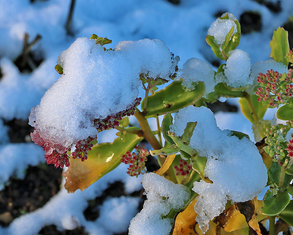 15 ноября - цветы под снегом - Светлана 